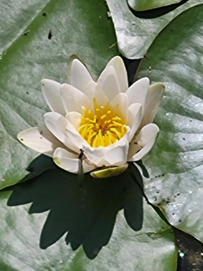 Dhamma-retreat In * Berlijn